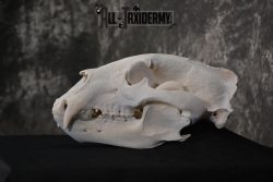Alaska Grizzly Bear Skull Taxidermy for sale SKU 1494 - Image 3