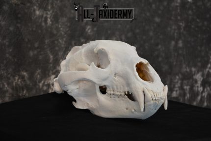 Alaska Grizzly Bear Skull Taxidermy for sale SKU 1494