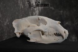 Alaska Grizzly Bear Skull Taxidermy for sale SKU 1494 - Image 2