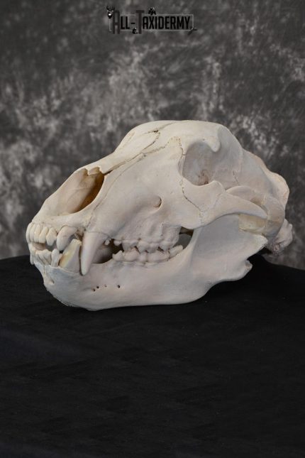 Russian Brown Bear Skull Taxidermy Mount for sale SKU 1533