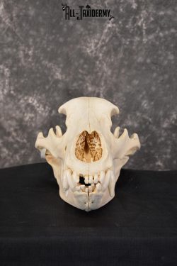 Brown Bear European Skull Taxidermy for sale SKU 1532 - Image 4