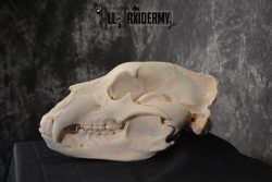Brown Bear European Skull Taxidermy for sale SKU 1532 - Image 3