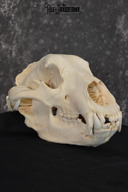 Brown Bear European Skull Taxidermy for sale SKU 1532