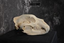 Brown Bear European Skull Taxidermy for sale SKU 1532 - Image 2