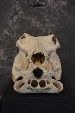 African Hippopotamus Skull Novelty Taxidermy for sale SKU 1501