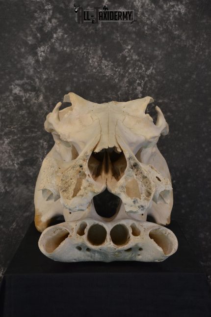 African Hippopotamus Skull Novelty Taxidermy for sale SKU 1501