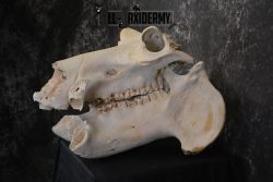 African Hippopotamus Skull Novelty Taxidermy for sale SKU 1501 - Image 4