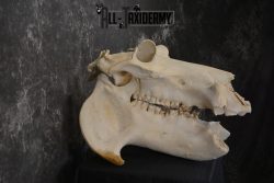 African Hippopotamus Skull Novelty Taxidermy for sale SKU 1501 - Image 2