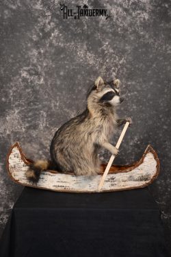 Raccoon in a canoe Taxidermy Mount for sale SKU 1496