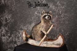 Raccoon in a canoe Taxidermy Mount for sale SKU 1496 - Image 5
