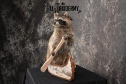 Raccoon in a canoe Taxidermy Mount for sale SKU 1496 - Image 4