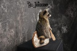 Raccoon in a canoe Taxidermy Mount for sale SKU 1496 - Image 2