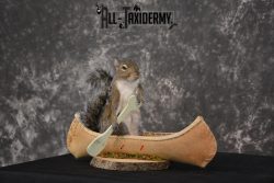 Gray Squirrel in a canoe Novelty Taxidermy Mount for sale SKU 1491 - Image 6