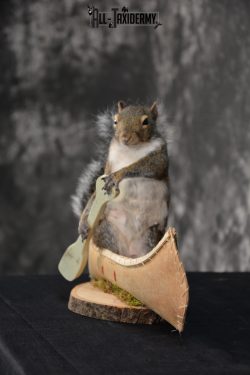 Gray Squirrel in a canoe Novelty Taxidermy Mount for sale SKU 1491 - Image 5