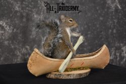 Gray Squirrel in a canoe Novelty Taxidermy Mount for sale SKU 1491 - Image 4