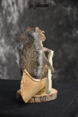 Gray Squirrel in a canoe Novelty Taxidermy Mount for sale SKU 1491 - Image 3
