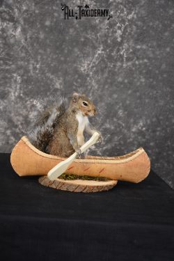Gray Squirrel in a canoe Novelty Taxidermy Mount for sale SKU 1493