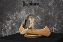Gray Squirrel in a canoe Novelty Taxidermy Mount for sale SKU 1493 - Image 2