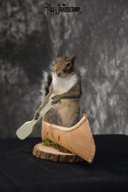 Gray Squirrel in a canoe Novelty Taxidermy Mount for sale SKU 1493 - Image 3