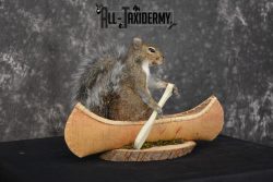 Gray Squirrel in a canoe Novelty Taxidermy Mount for sale SKU 1493 - Image 4