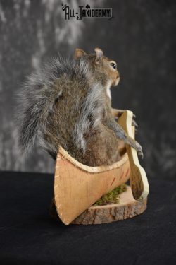 Gray Squirrel in a canoe Novelty Taxidermy Mount for sale SKU 1493 - Image 5