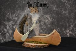 X-Large Gray Squirrel in a canoe Novelty Taxidermy Mount for sale SKU 1492 - Image 5