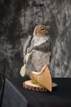 X-Large Gray Squirrel in a canoe Novelty Taxidermy Mount for sale SKU 1492 - Image 4