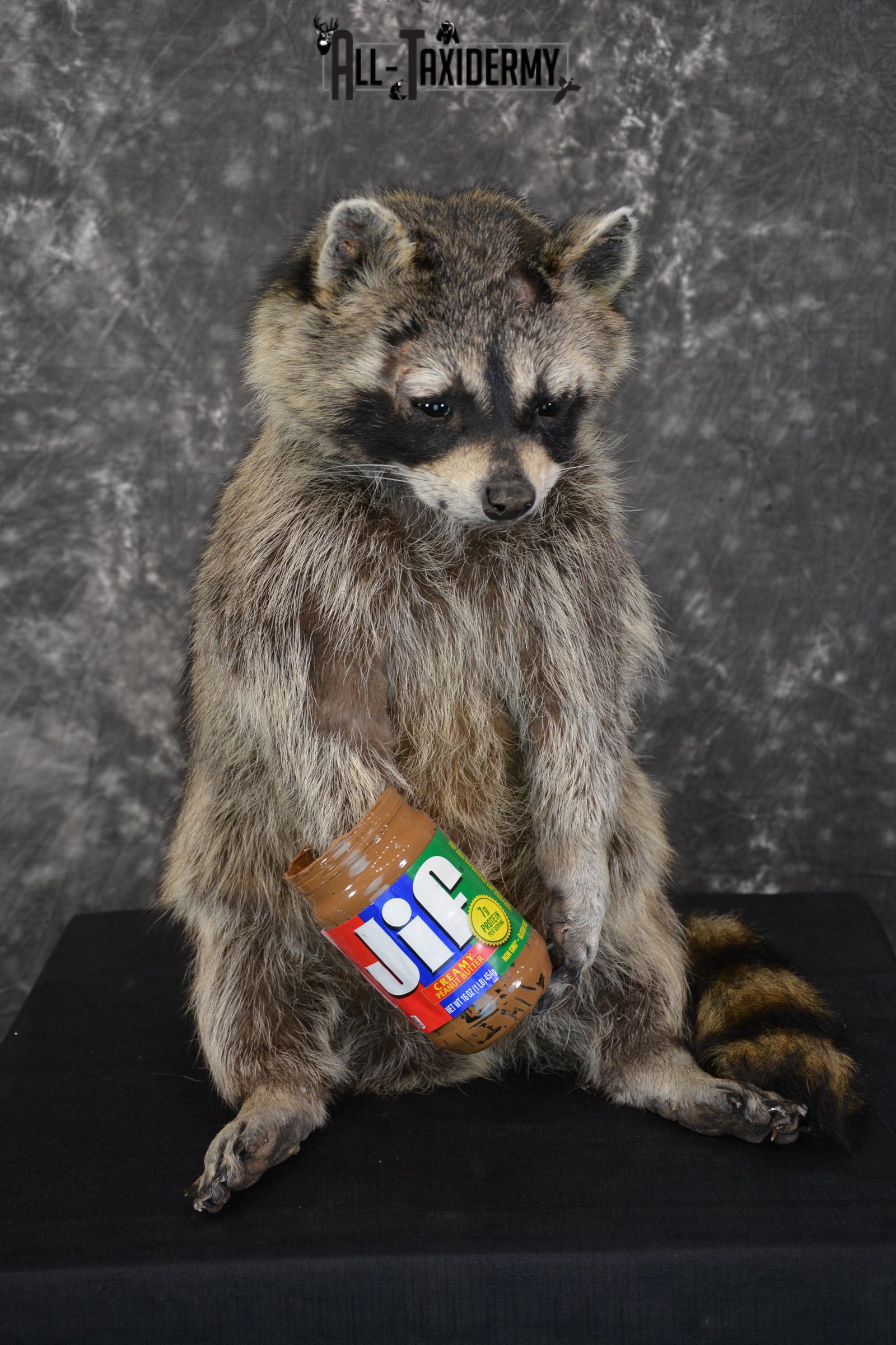 DSC_5430 X-Large Raccoon holding peanut butter jar Novelty Taxidermy Mount for sale SKU 1490 - Image 1