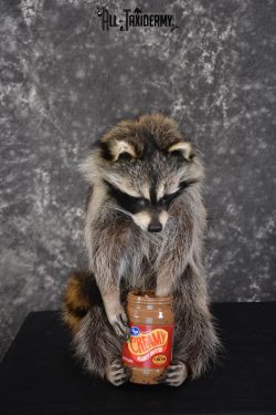 Raccoon holding peanut butter jar Novelty Taxidermy Mount for sale SKU 1489
