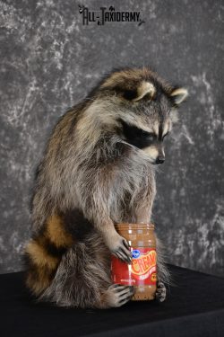 Raccoon holding peanut butter jar Novelty Taxidermy Mount for sale SKU 1489 - Image 3