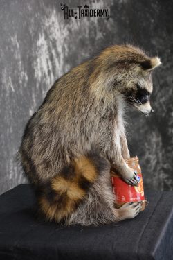 Raccoon holding peanut butter jar Novelty Taxidermy Mount for sale SKU 1489 - Image 2
