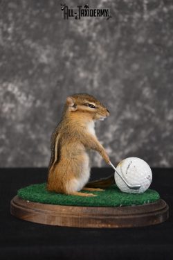 Chipmunk Golfing Taxidermy Mount for sale SKU 1486
