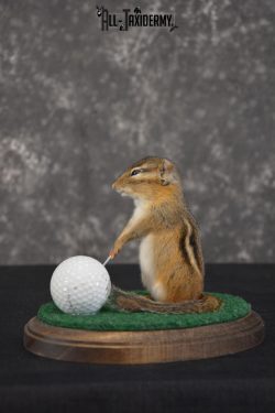 Chipmunk Golfing Taxidermy Mount for sale SKU 1486 - Image 3