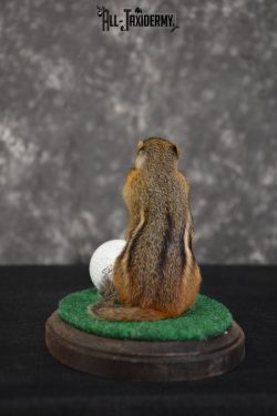 Chipmunk Golfing Taxidermy Mount for sale SKU 1486 - Image 2