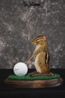 Chipmunk Golfing Taxidermy Mount for sale SKU 1485 - Image 3