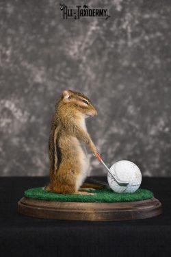 Chipmunk Golfing Taxidermy Mount for sale SKU 1485