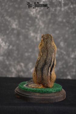Chipmunk Golfing Taxidermy Mount for sale SKU 1485 - Image 2