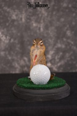 Chipmunk Golfing Taxidermy Mount for sale SKU 1484 - Image 4