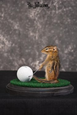 Chipmunk Golfing Taxidermy Mount for sale SKU 1484 - Image 3
