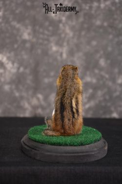 Chipmunk Golfing Taxidermy Mount for sale SKU 1484 - Image 2