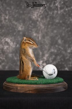 Chipmunk Golfing Taxidermy mount for sale SKU 1483