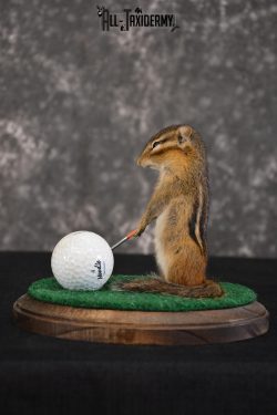 Chipmunk Golfing Taxidermy mount for sale SKU 1483 - Image 2