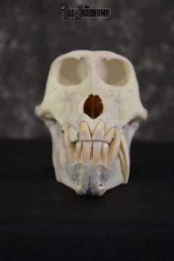 African Baboon Skull Taxidermy for sale SKU 1482