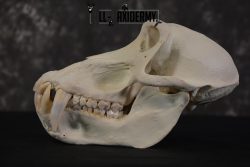 African Baboon Skull Taxidermy for sale SKU 1482 - Image 4