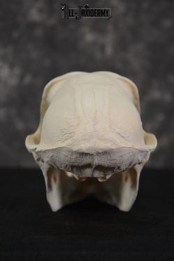 African Baboon Skull Taxidermy for sale SKU 1482 - Image 3