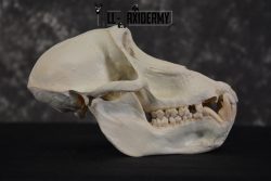 African Baboon Skull Taxidermy for sale SKU 1482 - Image 2