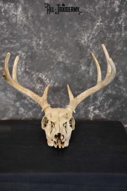Whitetail Taxidermy Skull SKU 1555.5