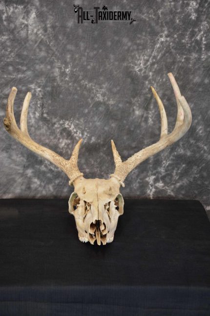Whitetail Taxidermy Skull SKU 1555.5
