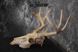 Whitetail Taxidermy Skull SKU 1555.5 - Image 4