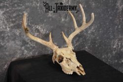 Whitetail Taxidermy Skull SKU 1555.5 - Image 3